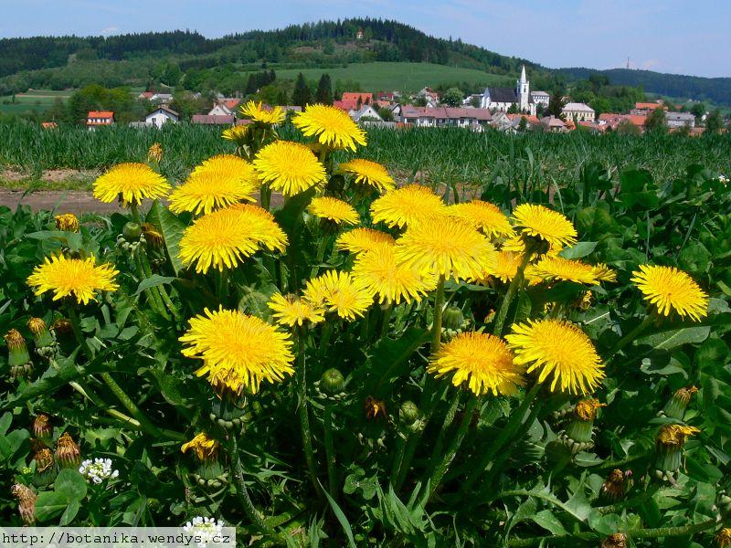 Pampeliška list řezaný